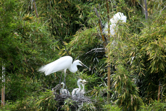 다정한 중대백로 가족
