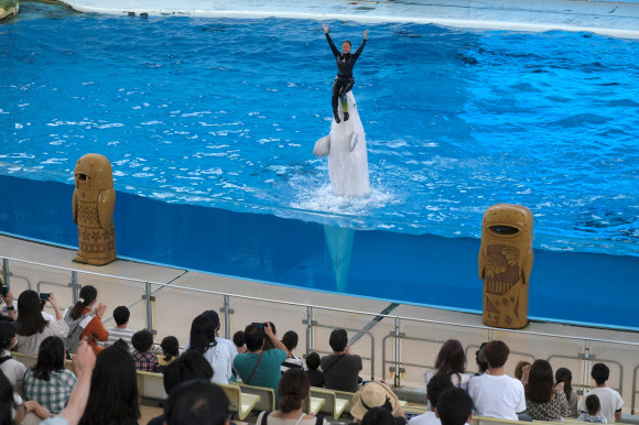 벨루가 고래와 트레이너가 2일(현지시간) 일본 요코하마에서 코로나19 확산 우려 속에, 약 2개월 만에 재개장한 핫케이지마 씨파라다이스 테마파크에서 돌고래 쇼를 선보이고 있다. AFP 연합뉴스