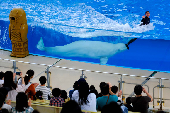 벨루가 고래와 트레이너가 2일(현지시간) 일본 요코하마에서 코로나19 확산 우려 속에, 약 2개월 만에 재개장한 핫케이지마 씨파라다이스 테마파크에서 돌고래 쇼를 선보이고 있다. AFP 연합뉴스