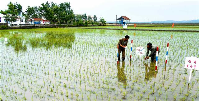 북한, 모내기 주체 농법 강조…“다수확 돌파구 열어제끼자”