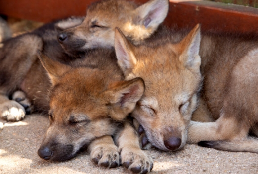 더위를 피해 낮잠을 즐기는 아기 늑대들