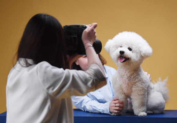 리코가 경기 수원 소재 반려동물 전문 보크스튜디오에서 사진사의 카메라를 쳐다보며 미소를 짓고 있다.