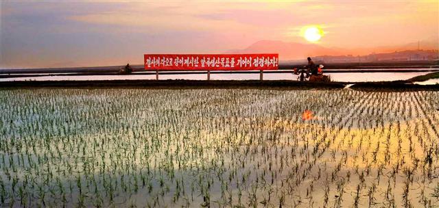 북한 노동당 기관지 노동신문은 6일 ‘나라의 쌀독을 책임진 주인된 자각 안고 모내기를 다그쳐 끝내자’는 제목의 특집 기사를 실었다. 사진은 모내기가 한창인 은파군 읍협동농장의 모습. ‘결사의 각오로 당이 제시한 알곡생산 목표를 기어이 점령하자’는 팻말이 걸려 있다. 평양 노동신문=뉴스1