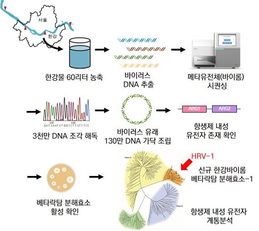 신규 항생제 내성 유전자를 가진 한강 바이러스 유전체 탐색