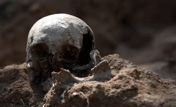 8일 오후 강원 화천군 하남면 서오지리 내 6·25 전사자 유해발굴 현장에서 신원을 알 수 없는 두개골이 공개되고 있다. 2020.6.8  연합뉴스