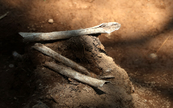8일 오후 강원 화천군 하남면 서오지리 내 6·25 전사자 유해발굴 현장에서 신원을 알 수 없는 유골이 공개되고 있다. 2020.6.8  연합뉴스