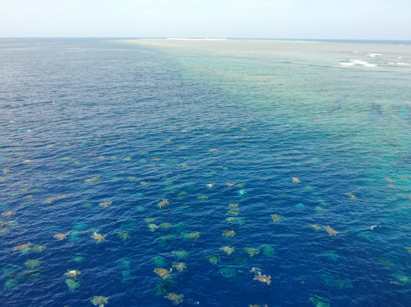 호주 레인섬으로 푸른바다거북 무리가 산란을 위해 떼를 지어오는 모습. 로이터 연합뉴스