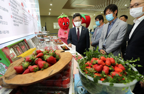 딸기 수출 혁신 전진대회