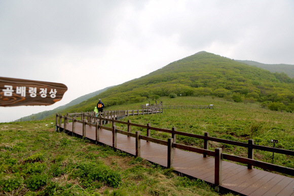 작은점봉산 아래로 이어지는 곰배령 정상의 평원. 한국관광공사
