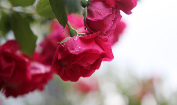 11일 오후 전북 임실군 운암면 옥정호 순환도로에 핀 장미꽃에 빗방울이 맺혀있다. 2020.6.11  연합뉴스