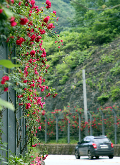 11일 오후 장미꽃이 핀 전북 임실군 운암면 옥정호 순환도로에 승용차가 지나가고 있다. 2020.6.11  연합뉴스