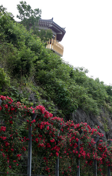 11일 오후 전북 임실군 운암면 국사봉 인근 순환도로에 장미꽃이 피어 있다. 2020.6.11  연합뉴스