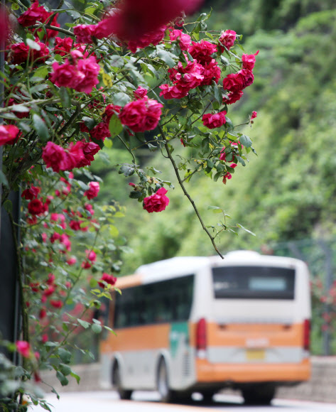 11일 오후 장미꽃이 핀 전북 임실군 운암면 옥정호 순환도로에 버스가 지나가고 있다. 2020.6.11  연합뉴스