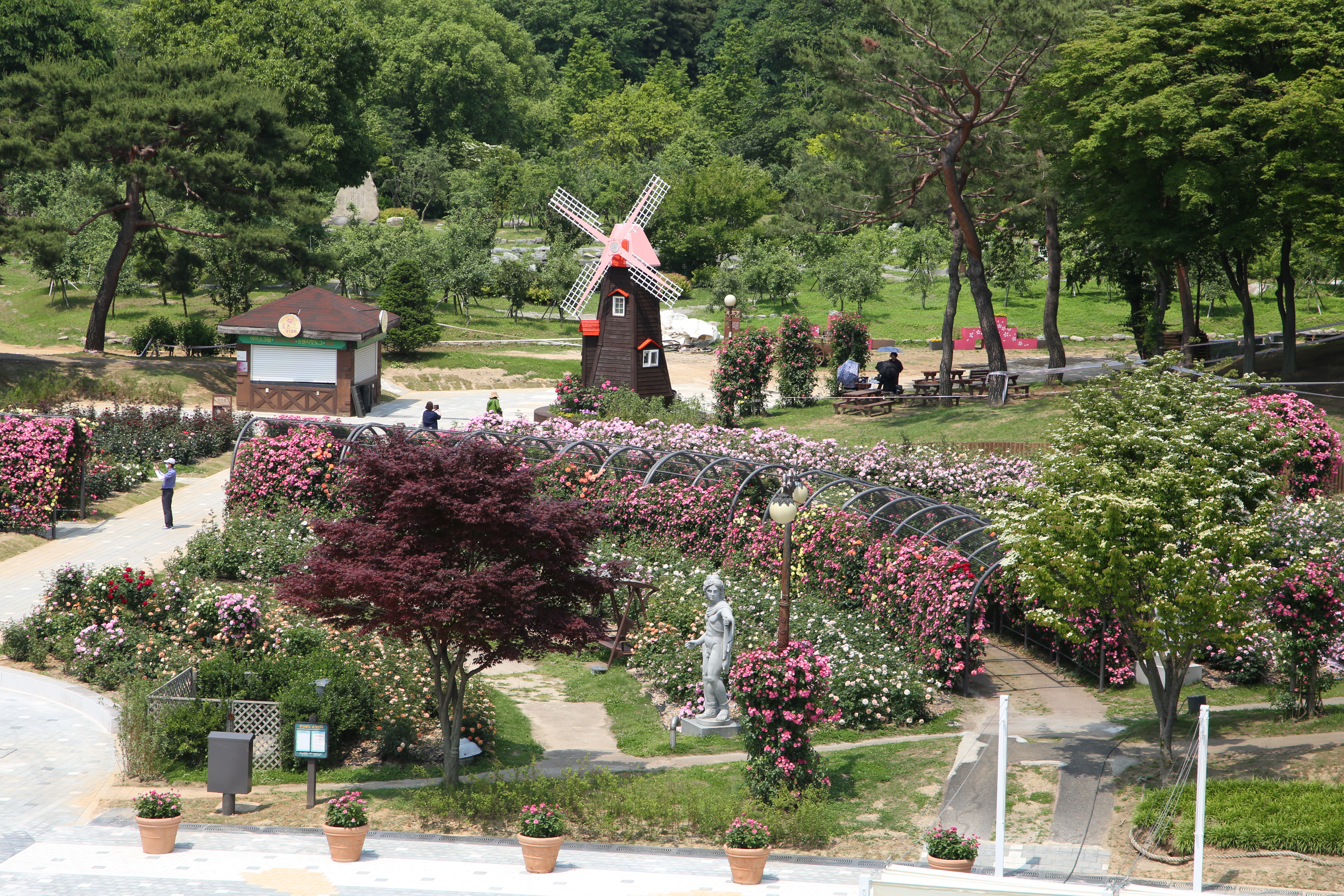 서울대공원 장미원에 장미가 아름답게 피어있다.  서울대공원 제공