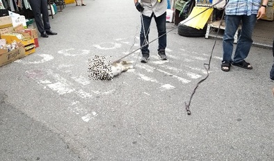 임신한 길고양이 학대한 동묘시장 상인. 온라인커뮤니티