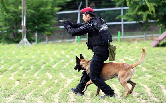 장애물 뛰어넘는 경찰견
