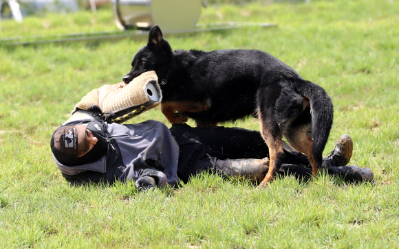 테러범 검거 시연하는 경찰견