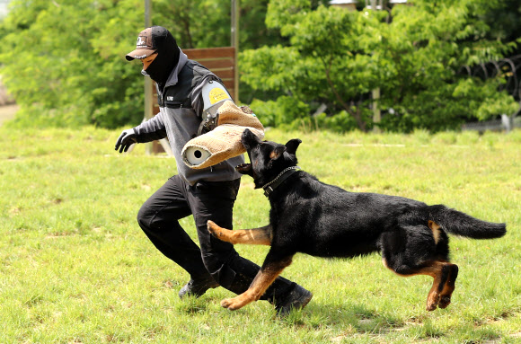 테러범 검거 시연하는 경찰견