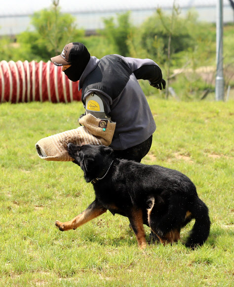 테러범 검거 시연하는 경찰견