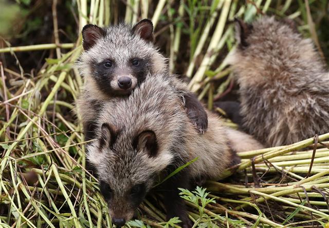 ‘우리는 너구리 남매’
