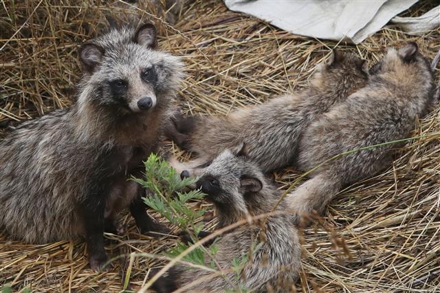 단란한 너구리 가족