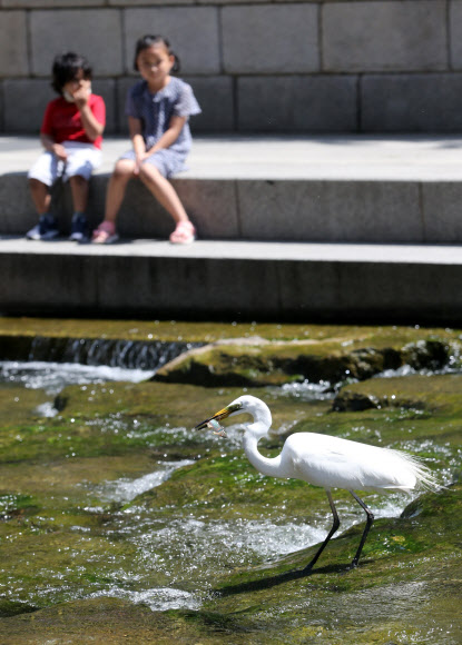 15일 서울 청계천에서 어린이들이 백로가 물고기 사냥하는 모습을 바라보고 있다. 2020.6.15  연합뉴스
