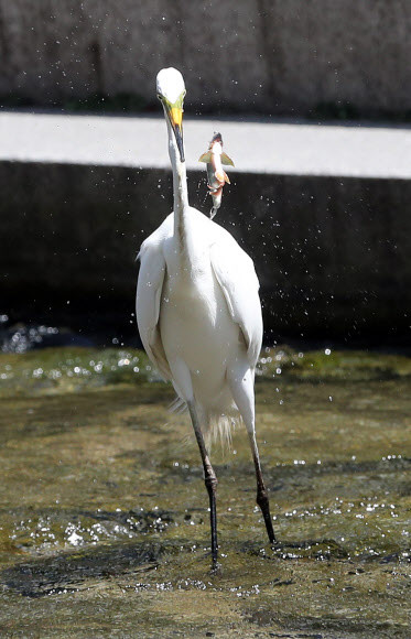 15일 서울 청계천에서 백로가 물고기를 사냥하다 잡은 고기를 떨어뜨리고 있다. 2020.6.15  연합뉴스