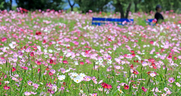 16일 오후 제주시 조천읍 와산리 제주소주 공장을 찾은 한 방문객이 벤치에 앉아 있다. 2020.6.16  연합뉴스