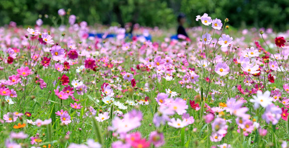 16일 오후 제주시 조천읍 와산리 제주소주 공장을 찾은 한 방문객이 벤치에 앉아 있다. 2020.6.16  연합뉴스