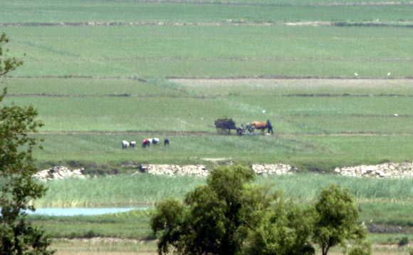 17일 인천시 강화군 평화전망대에서 바라 본 북한 황해북도 개풍군 들녘에서 북한 주민들이 농사일을 하고 있다. 북한은 지난 16일 개성 남북공동연락사무소를 폭파했다.   2020.6.17  연합뉴스