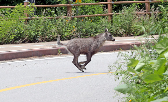 17일 강원 화천군 최전방 평화의댐으로 향하는 한적한 도로를 산양이 건너가고 있다. 2020.6.17  연합뉴스