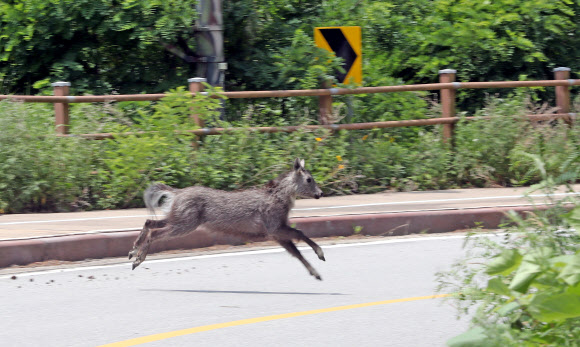 17일 강원 화천군 최전방 평화의댐으로 향하는 한적한 최전방 도로를 산양이 건너가고 있다. 2020.6.17  연합뉴스