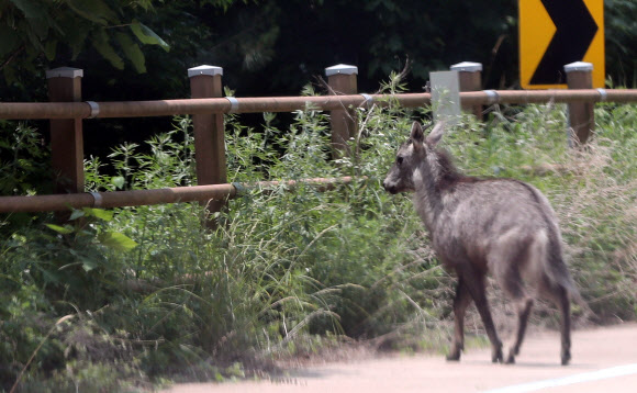 17일 강원 화천군 최전방 평화의댐으로 향하는 한적한 최전방 도로를 산양이 건너가고 있다. 2020.6.17  연합뉴스