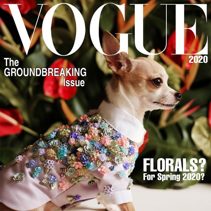 SNS에 게시된 도그 챌린지(#DogueChallenge) 사진.