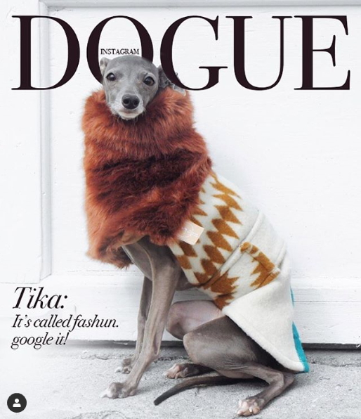 SNS에 게시된 도그 챌린지(#DogueChallenge) 사진.