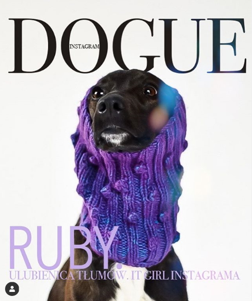 SNS에 게시된 도그 챌린지(#DogueChallenge) 사진.