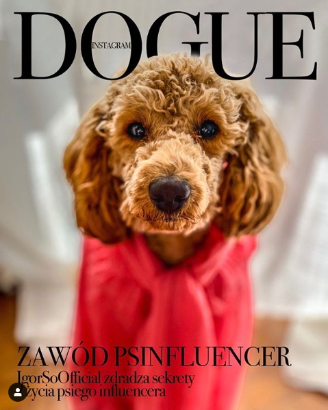 SNS에 게시된 도그 챌린지(#DogueChallenge) 사진.