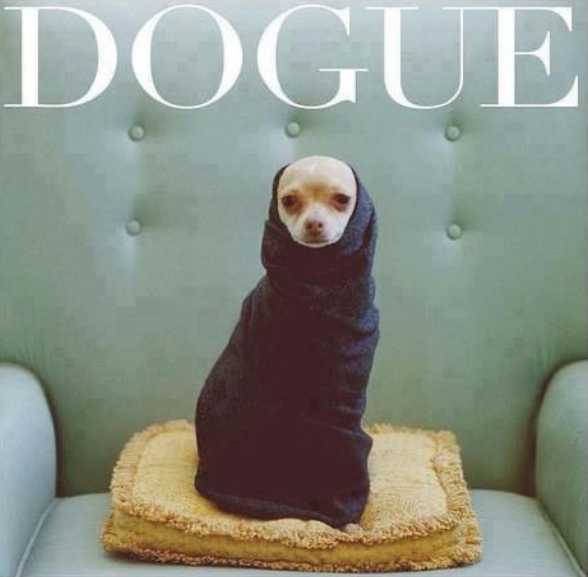 SNS에 게시된 도그 챌린지(#DogueChallenge) 사진.