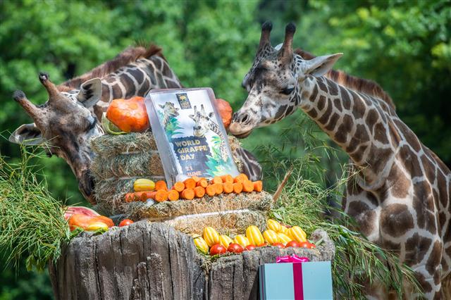 21일 에버랜드가 ‘세계 기린의 날’을 맞아 기린들에게 당근 얼음 케이크, 참외, 수박, 토마토 등의 특식을 제공했다. ‘세계 기린의 날’은 2014년 국제 기린보호 단체 GCF(Girraffe Conservation Foundation)가 야생 기린의 멸종을 막기 위해 함께 노력하자는 의미로 지정했다. 야생 기린은 현재 8만 여 마리 밖에 남지 않았다. 2020.6.21 에버랜드 제공
