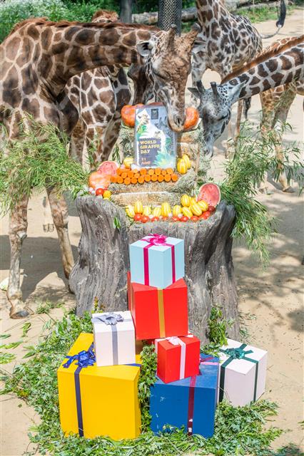 21일 에버랜드가 ‘세계 기린의 날’을 맞아 기린들에게 당근 얼음 케이크, 참외, 수박, 토마토 등의 특식을 제공했다. ‘세계 기린의 날’은 2014년 국제 기린보호 단체 GCF(Girraffe Conservation Foundation)가 야생 기린의 멸종을 막기 위해 함께 노력하자는 의미로 지정했다. 야생 기린은 현재 8만 여 마리 밖에 남지 않았다. 2020.6.21 에버랜드 제공
