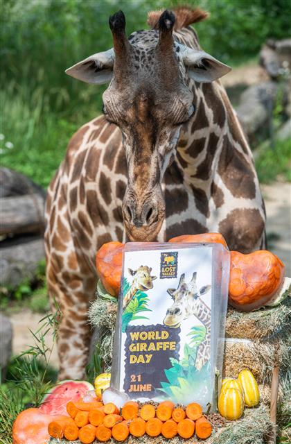 21일 에버랜드가 ‘세계 기린의 날’을 맞아 기린들에게 당근 얼음 케이크, 참외, 수박, 토마토 등의 특식을 제공했다. ‘세계 기린의 날’은 2014년 국제 기린보호 단체 GCF(Girraffe Conservation Foundation)가 야생 기린의 멸종을 막기 위해 함께 노력하자는 의미로 지정했다. 야생 기린은 현재 8만 여 마리 밖에 남지 않았다. 2020.6.21 에버랜드 제공