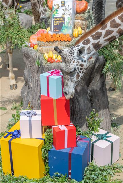 21일 에버랜드가 ‘세계 기린의 날’을 맞아 기린들에게 당근 얼음 케이크, 참외, 수박, 토마토 등의 특식을 제공했다. ‘세계 기린의 날’은 2014년 국제 기린보호 단체 GCF(Girraffe Conservation Foundation)가 야생 기린의 멸종을 막기 위해 함께 노력하자는 의미로 지정했다. 야생 기린은 현재 8만 여 마리 밖에 남지 않았다. 2020.6.21 에버랜드 제공