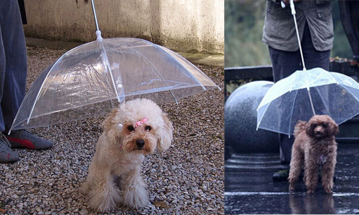 국내외 쇼핑 사이트를 통해 판매중인 강아지용 우산