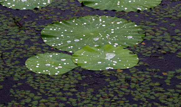 장맛비가 내리는 29일 오후 광주 서구 운천저수지의 연잎이 빗물을 머금고 있다. 2020.6.29  연합뉴스