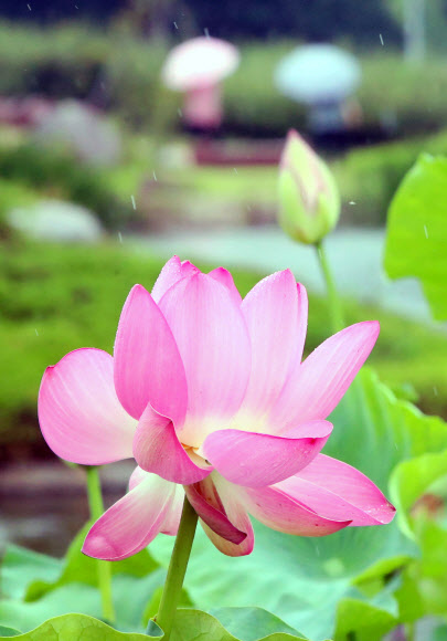 전국적으로 여름비가 예보된 29일 오후 대구 달성군 화원읍 남평문씨본리세거지에서 연꽃이 가득 피어있다. 2020.6.29  연합뉴스