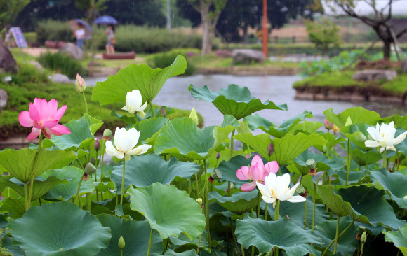 전국적으로 여름비가 예보된 29일 오후 대구 달성군 화원읍 남평문씨본리세거지에서 연꽃이 가득 피어있다. 2020.6.29  연합뉴스