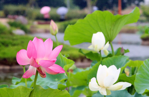 전국적으로 여름비가 예보된 29일 오후 대구 달성군 화원읍 남평문씨본리세거지에서 연꽃이 가득 피어있다. 2020.6.29  연합뉴스