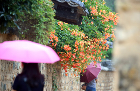 전국적으로 여름비가 예보된 29일 오후 대구 달성군 화원읍 남평문씨본리세거지에서 세거지를 찾은 방문객들이 만개한 능소화를 보며 산책을 하고 있다. 2020.6.29  연합뉴스