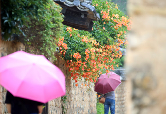 전국적으로 여름비가 예보된 29일 오후 대구 달성군 화원읍 남평문씨본리세거지에서 세거지를 찾은 방문객들이 만개한 능소화를 보며 산책을 하고 있다. 2020.6.29  연합뉴스