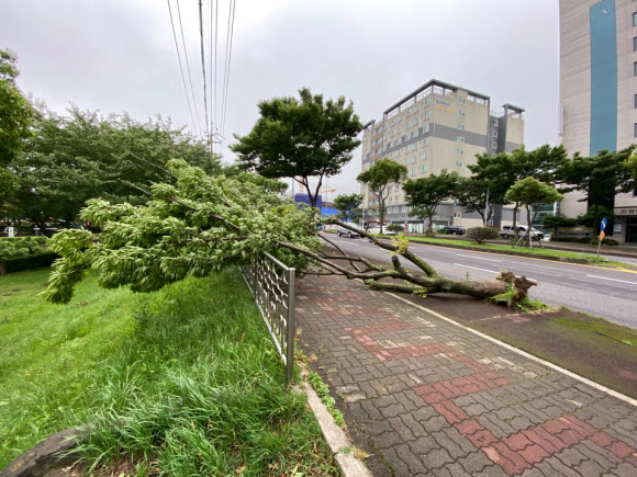 29일 오후 늦게부터 30일 오전까지 제주에 분 강한 바람으로 제주시 연동 도롯가 가로수가 쓰러져 있다. 2020.6.30 연합뉴스